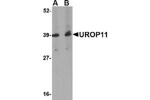 Western Blotting (WB) image for anti-Amyloid beta (A4) Precursor Protein-Binding, Family A, Member 1 (APBA1) (Middle Region) antibody (ABIN1031157) (APBA1 Antikörper  (Middle Region))