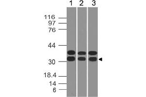 Image no. 1 for anti-Caspase 3 (CASP3) antibody (ABIN5027753) (Caspase 3 Antikörper)