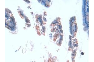 DAB staining on IHC-P; Samples: Mouse Intestine Tissue (TUBE1 Antikörper  (AA 236-473))