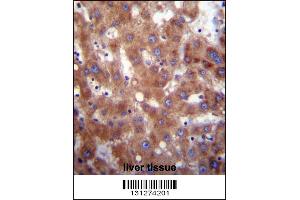 HSD17B4 Antibody immunohistochemistry analysis in formalin fixed and paraffin embedded human liver tissue followed by peroxidase conjugation of the secondary antibody and DAB staining. (HSD17B4 Antikörper  (AA 341-370))