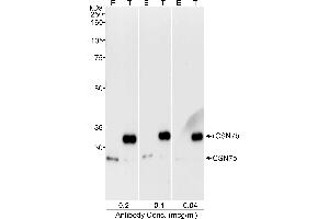 Western Blotting (WB) image for anti-COP9 Signalosome Complex Subunit 7b (COPS7B) (C-Term) antibody (ABIN7449165) (COPS7B Antikörper  (C-Term))