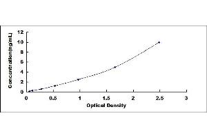 CCR2 ELISA Kit