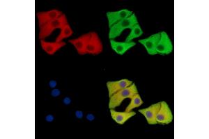 ABIN7096493 and ABIN7100557 staining Hela cells by IF/ICC.