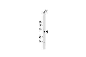 Anti-LIPF Antibody (Center) at 1:2000 dilution + AGS whole cell lysate Lysates/proteins at 20 μg per lane. (LIPF Antikörper  (AA 243-276))