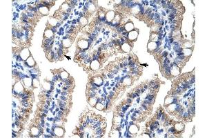 ZNF785 antibody was used for immunohistochemistry at a concentration of 4-8 ug/ml to stain Epithelial cells of intestinal villus (arrows) in Human intestine. (ZNF785 Antikörper  (C-Term))