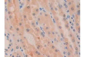 Immunohistochemistry (IHC) image for anti-D-Dopachrome Tautomerase (DDT) (AA 2-118) antibody (ABIN7435604)