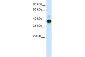 Western Blotting (WB) image for anti-Homeobox A11 (HOXA11) antibody (ABIN2461468)
