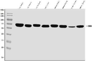 Western blot analysis of EHD3 using anti-EHD3 antibody (ABIN7602777). (EHD3 Antikörper  (C-Term))