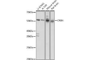 Western blot analysis of extracts of various cell lines, using CRBN antibody (ABIN6130985, ABIN6139005, ABIN6139006 and ABIN6220743) at 1:1000 dilution. (CRBN Antikörper  (AA 1-280))