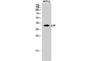 Western Blotting (WB) image for anti-Mitogen-Activated Protein Kinase 14 (MAPK14) (Ser272) antibody (ABIN3176716) (MAPK14 Antikörper  (Ser272))