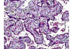 Anti-ENOS antibody IHC of human placenta.