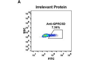 Recombinant GPRC5D anticorps  (AA 1-27)