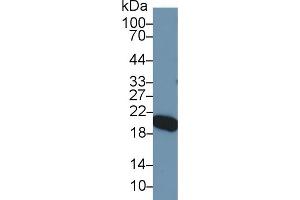 Western Blotting (WB) image for anti-Apolipoprotein M (APOM) (AA 20-190) antibody (ABIN7437104)