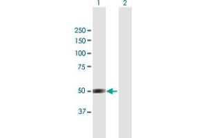 Western Blot analysis of BRUNOL4 expression in transfected 293T cell line by BRUNOL4 MaxPab polyclonal antibody. (CELF4 Antikörper  (AA 1-484))