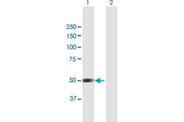CELF4 antibody  (AA 1-484)