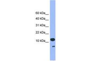 Image no. 1 for anti-Cell Division Cycle 26 Homolog (CDC26) (C-Term) antibody (ABIN6745280) (CDC26 Antikörper  (C-Term))