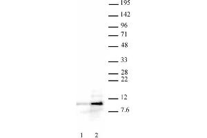 Histone H4ac (pan-acetyl) antibody (pAb) tested by Western blot.