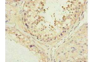 Immunohistochemistry of paraffin-embedded human testis tissue using ABIN7159966 at dilution of 1:100 (MFN1 Antikörper  (AA 622-741))