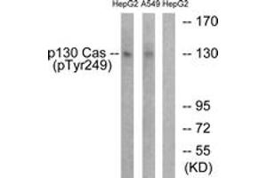 Western blot analysis of extracts from HepG2 cells treated with EGF 200ng/ml 30' and A549 cells treated with PMA 125ng/ml 30', using p130 Cas (Phospho-Tyr249) Antibody. (BCAR1 Antikörper  (pTyr249))