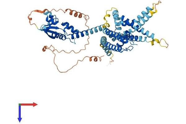 KCNV2 Protein (AA 1-545) (His tag)