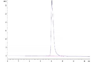 Size-exclusion chromatography-High Pressure Liquid Chromatography (SEC-HPLC) image for CD5 (CD5) (AA 25-371) protein (His tag) (ABIN7274192)