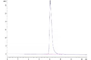 The purity of Human CD5 is greater than 95 % as determined by SEC-HPLC. (CD5 Protein (CD5) (AA 25-371) (His tag))