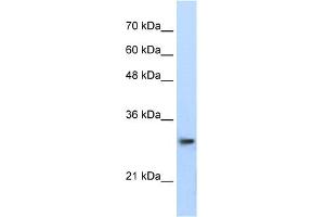 WB Suggested Anti-PSMA1 Antibody Titration:  0. (PSMA1 Antikörper  (C-Term))