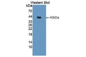 Western Blotting (WB) image for anti-Apolipoprotein H (Beta-2-Glycoprotein I) (APOH) (AA 21-345) antibody (ABIN1862198) (APOH Antikörper  (AA 21-345))