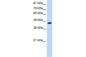 Western Blotting (WB) image for anti-General Transcription Factor IIH, Polypeptide 4, 52kDa (GTF2H4) antibody (ABIN2461634)