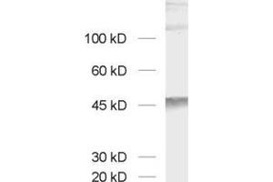 Western Blotting (WB) image for anti-Cell Adhesion Molecule 3 (CADM3) (AA 171-185) antibody (ABIN1742493) (CADM3 Antikörper  (AA 171-185))