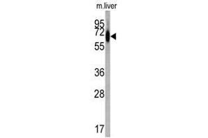 Image no. 1 for anti-Albumin (ALB) (C-Term) antibody (ABIN452731)