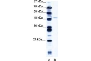 Western Blotting (WB) image for anti-Zinc Finger Protein 627 (ZNF627) antibody (ABIN2461058) (ZNF627 Antikörper)
