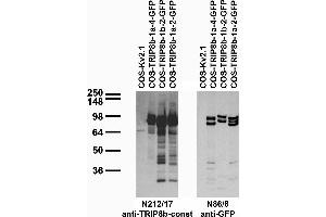 Transfected cell immunoblot: extracts of COS cells transiently transfected with GFP-tagged TRIP8b-1a-4, TRIP8b- 1b-2, TRIP8b-1a-2 and untagged Kv2. (Peroxisomal Biogenesis Factor 5-Like (PEX5L) (AA 1-192), (Constant Region) Antikörper)