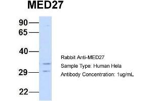Host: Rabbit Target Name: MED27 Sample Type: Hela Antibody Dilution: 1. (MED27 Antikörper  (Middle Region))