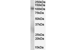 ABIN2564436 staining (0. (PDE5A Antikörper  (C-Term))