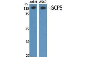 Western Blot (WB) analysis of different cells using GCP5 Polyclonal Antibody. (TUBGCP5 Antikörper  (Internal Region))