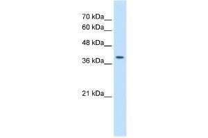 STRAP antibody used at 2. (STRAP Antikörper  (C-Term))