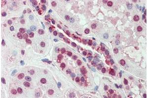 Anti-SLC44A2 antibody  ABIN960812 IHC staining of human kidney.
