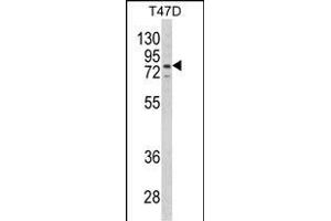 Western blot analysis of LTA4H Antibody (Center) (ABIN650745 and ABIN2839464) in T47D cell line lysates (35 μg/lane). (LTA4H Antikörper  (AA 163-191))