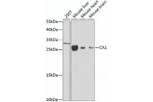 Western blot analysis of extracts of various cell lines using CA1 Polyclonal Antibody at dilution of 1:1000. (CA1 Antikörper)