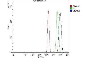 anti-DnaJ (Hsp40) Homolog, Subfamily B, Member 1 (DNAJB1) (C-Term) antibody