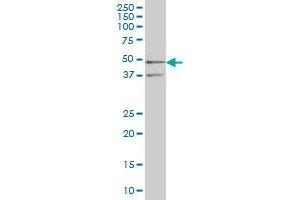 SEPHS2 monoclonal antibody (M02), clone 2G9 Western Blot analysis of SEPHS2 expression in K-562 . (SEPHS2 Antikörper  (AA 61-150))