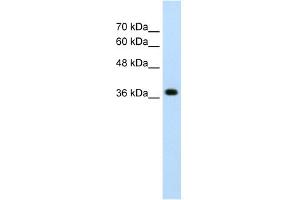 WB Suggested Anti-LONRF1 Antibody Titration:  2. (LONRF1 Antikörper  (N-Term))