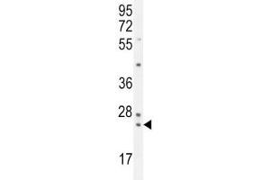 PAUF antibody western blot analysis in K562 lysate. (ZG16B Antikörper  (AA 109-137))