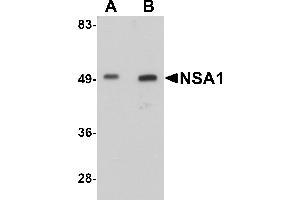Western Blotting (WB) image for anti-Nsa1p (NSA1) (C-Term) antibody (ABIN1030550) (Nsa1p (NSA1) (C-Term) Antikörper)