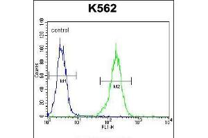 Flow cytometric analysis of K562 cells (right histogram) compared to a negative control cell (left histogram). (NKAIN1 Antikörper  (C-Term))