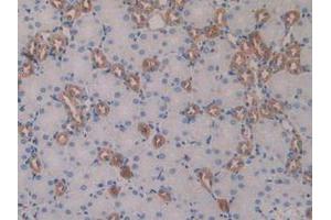 IHC-P analysis of Mouse Kidney Tissue, with DAB staining. (GDF15 Antikörper  (AA 193-296))
