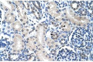 Immunohistochemical staining (Formalin-fixed paraffin-embedded sections) of human kidney with LOR polyclonal antibody . (LOR Antikörper  (AA 58-107))