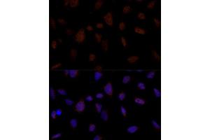 Immunofluorescence (IF) image for anti-Brain and Reproductive Organ-Expressed (TNFRSF1A Modulator) (BRE) (AA 51-229) antibody (ABIN7265912)