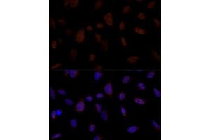 Immunofluorescence analysis of U-2 OS cells using BRE Polyclonal Antibody (ABIN7265912) at dilution of 1:100 (40x lens). (BRE Antikörper  (AA 51-229))